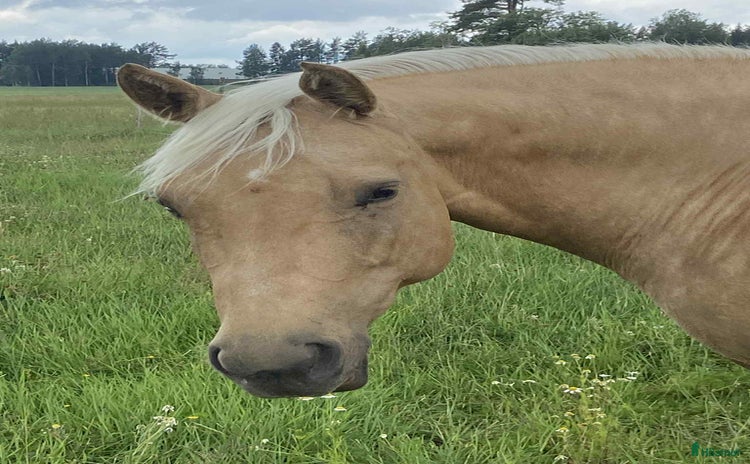  hästar i Bollnäs - Annons 17