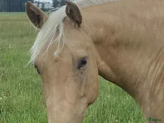 hästar Fantastiskt sto dräktig med VS Gona Be Blue i Bollnäs - Annons 4