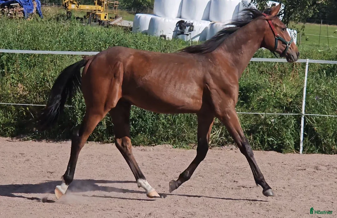 Fälttävlan hästar till salu: Åring med prestationsstark stamtavla i Bottnaryd - Annons 12