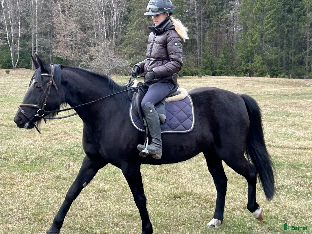 Allround hästar till salu: Snäll travare som söker nytt hem som ridhäst i Fågelmara - Annons 5