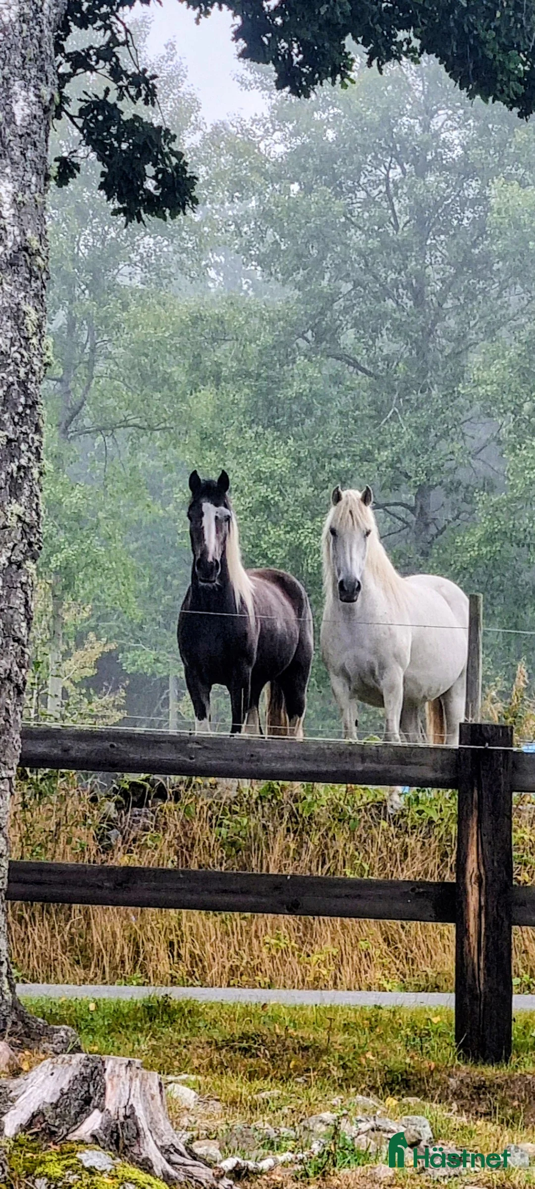 Allround hästar till salu: Härlig valack till salu i Vetlanda - Annons 3