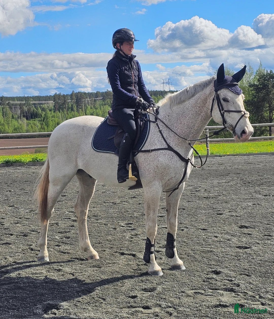 Allround hästar till salu: En riktig gentleman. - Annons 1