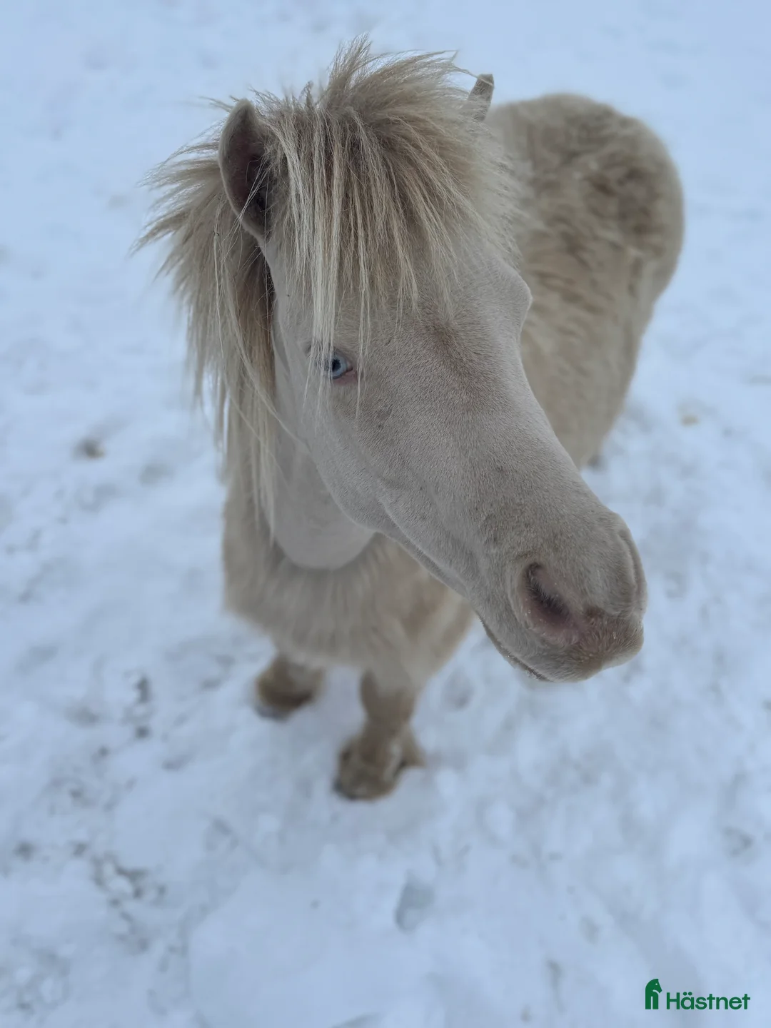 Övrigt hästar till salu: Två magiska AMHA 🦄 i Björklinge - Annons 2