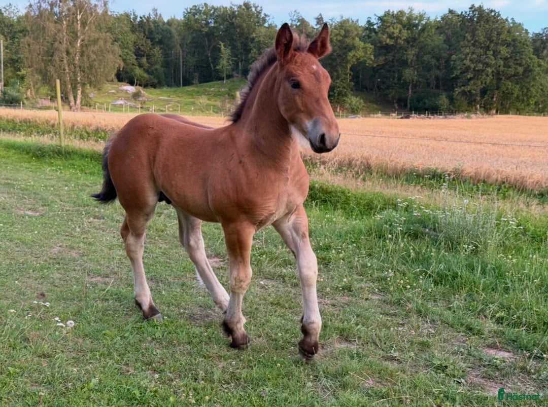 Allround hästar till salu: Charmig åring i Skara - Annons 2