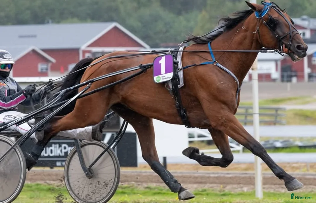 Sällskap hästar till salu: Duke ratzeputz  i Timrå - Annons 2