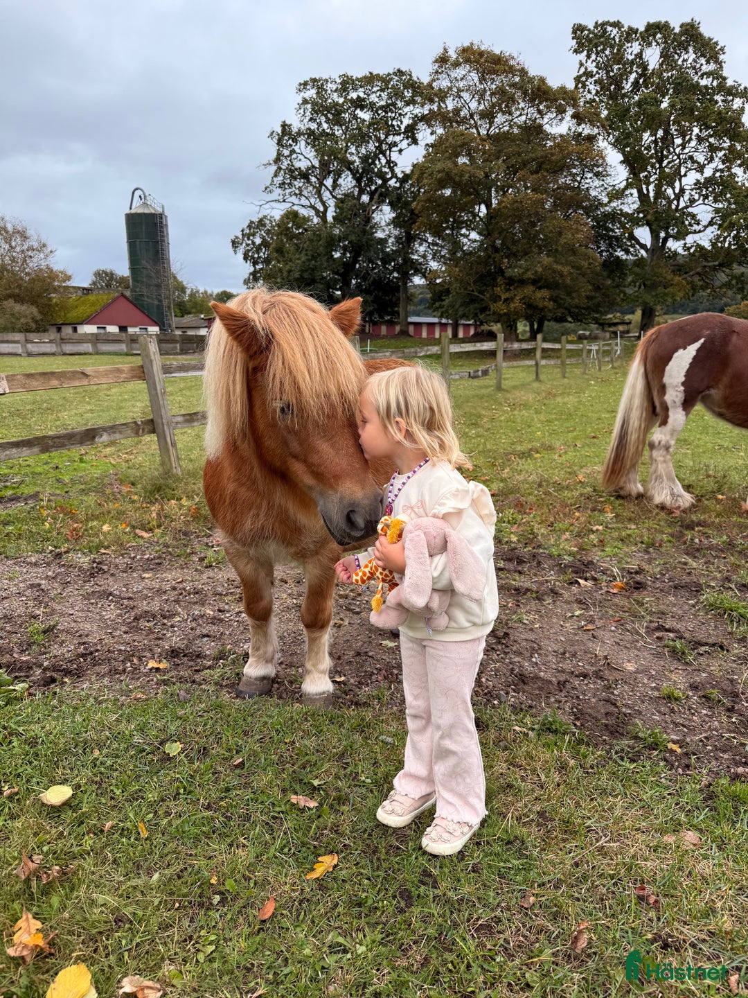 Sällskap hästar till salu: Shetlandsponny Mamma&dotter i Båstad - Annons 2