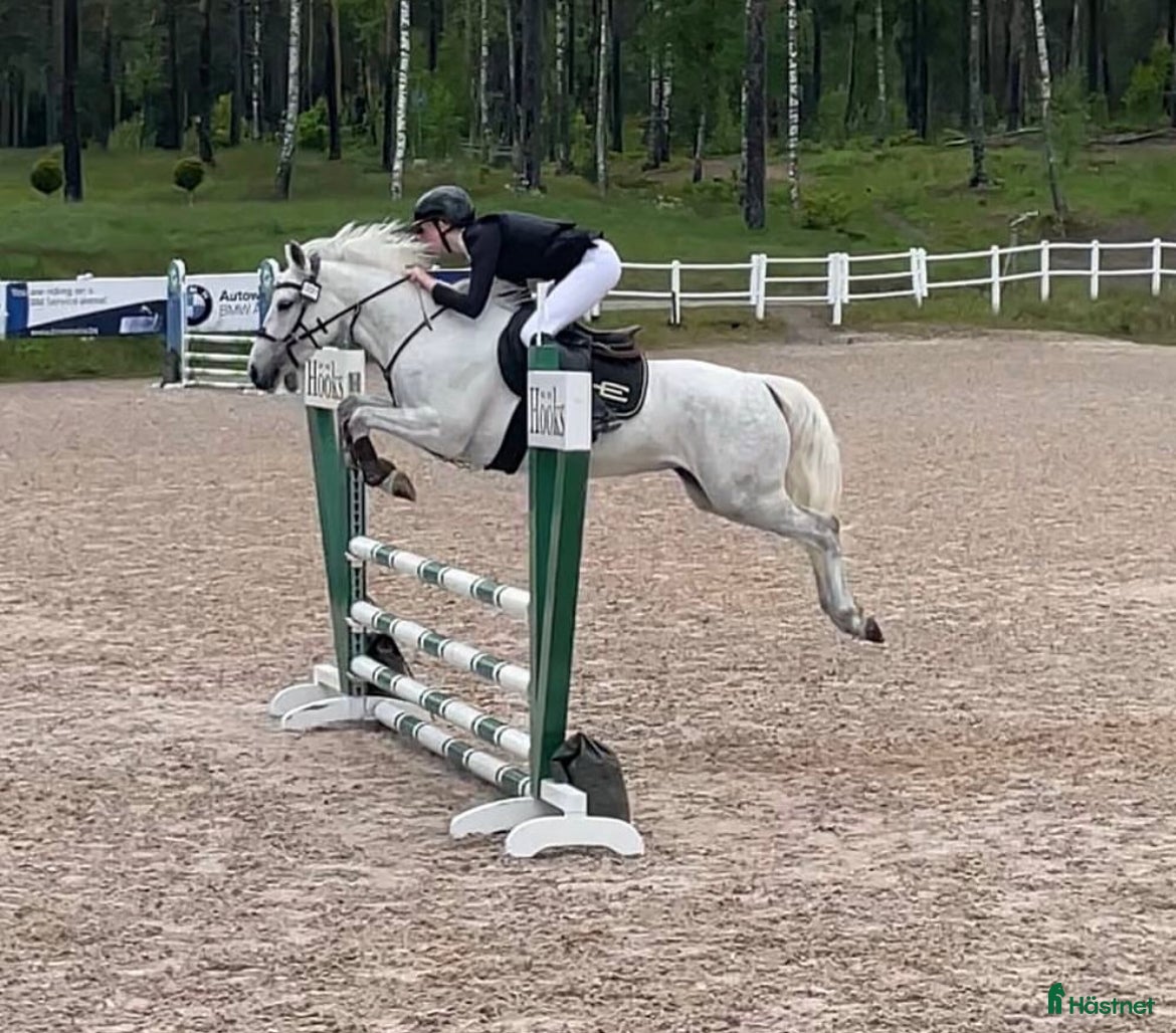  hästar Lovande ponny för framtiden  - Annons 5