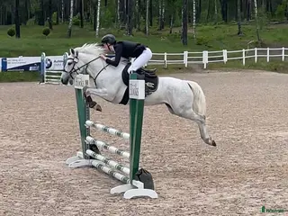 hästar Lovande ponny för framtiden - Annons 5