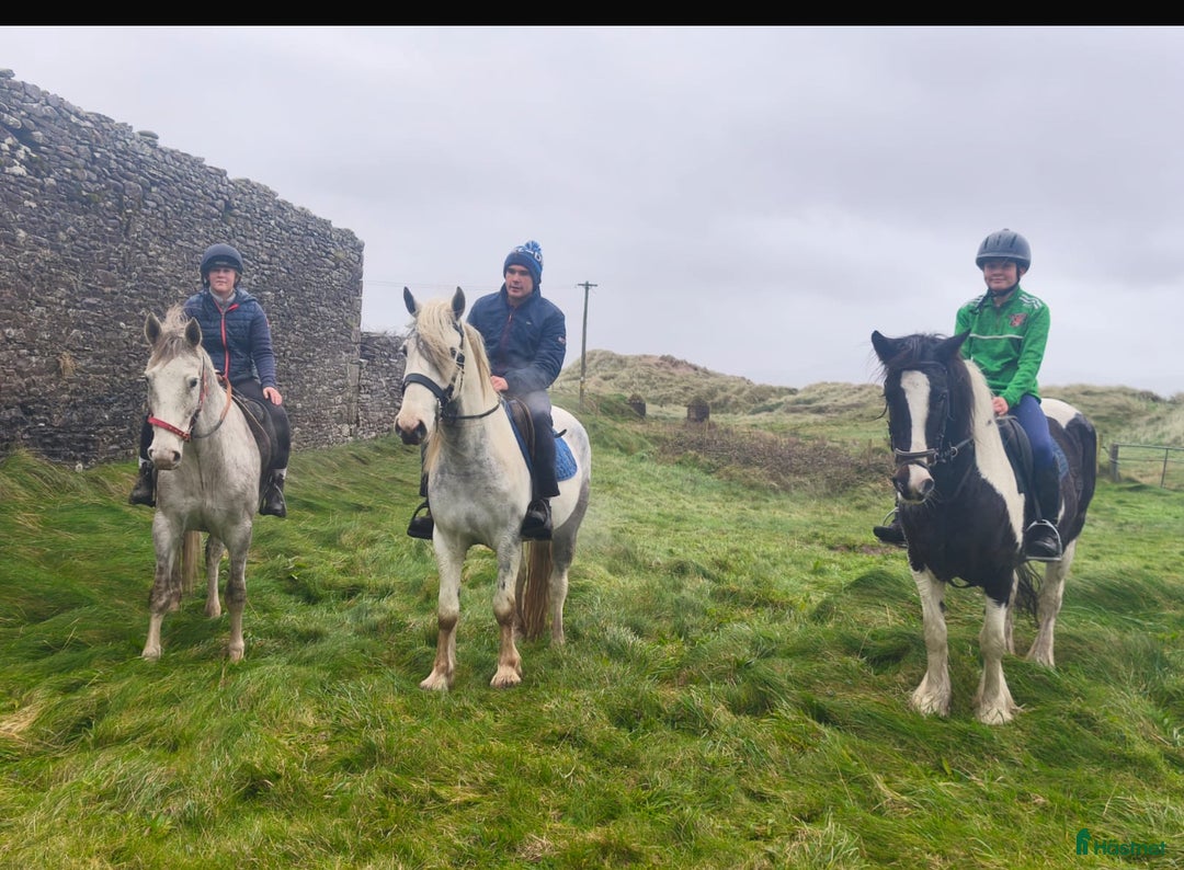 Allround hästar till salu: 150 cm gelding  i Insjön - Annons 2