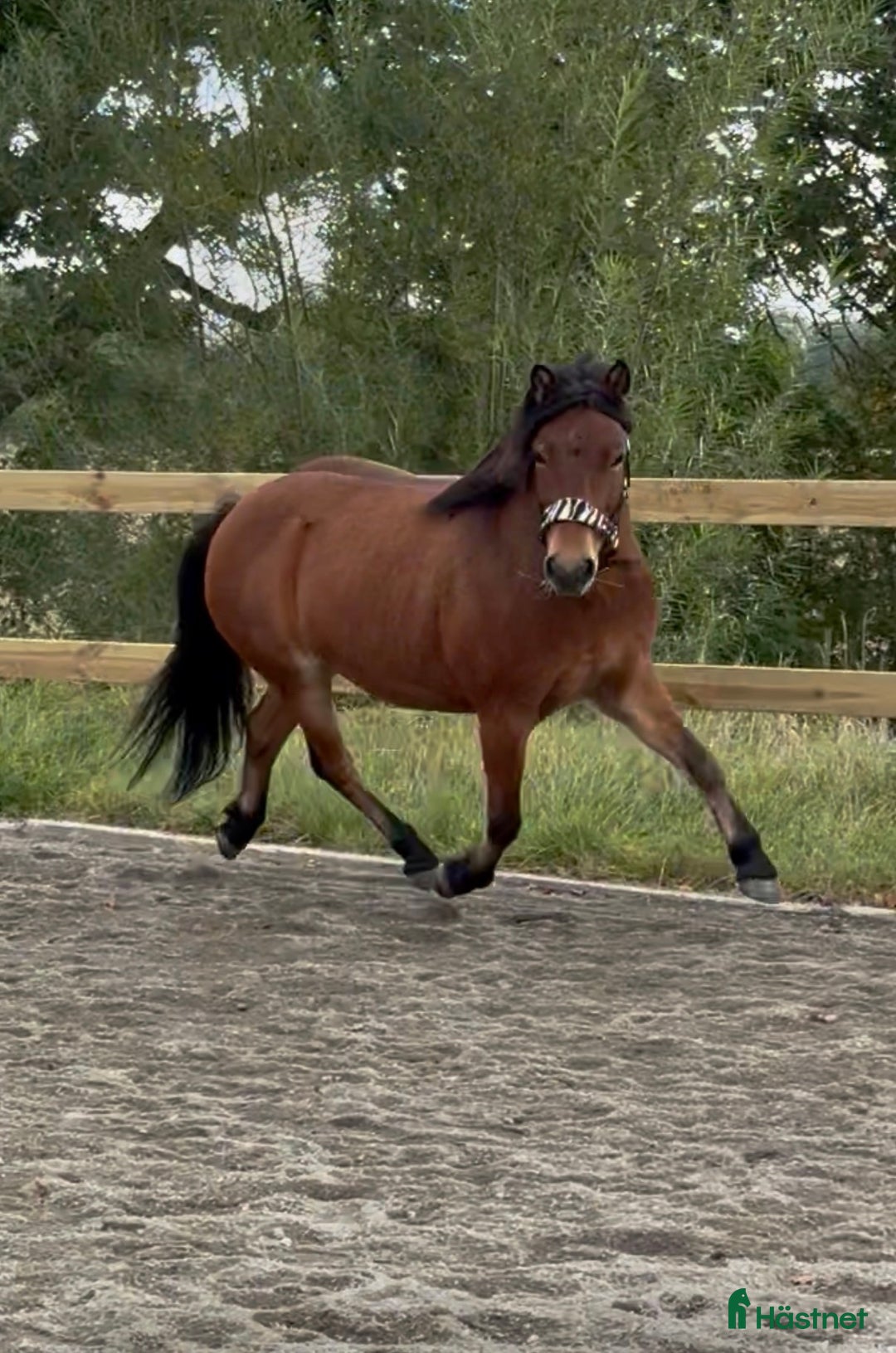 Allround hästar till salu: Allround stark korsning som gillar att hoppa i Söderköping - Annons 8