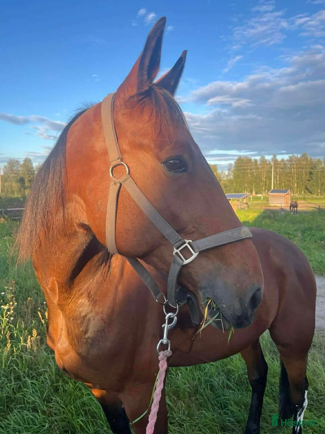 Allround hästar till salu: Lojal och träningsglad ridtravare  i Hortlax - Annons 4