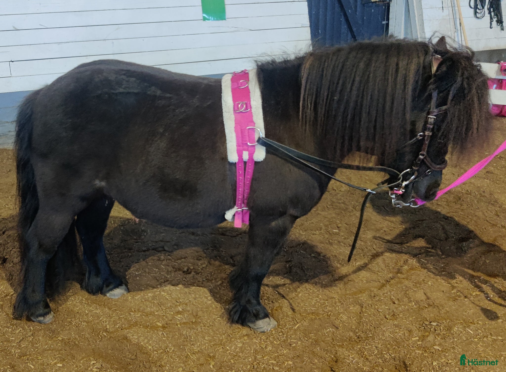  avel Stenbys Cajsa för avel - Annons 1