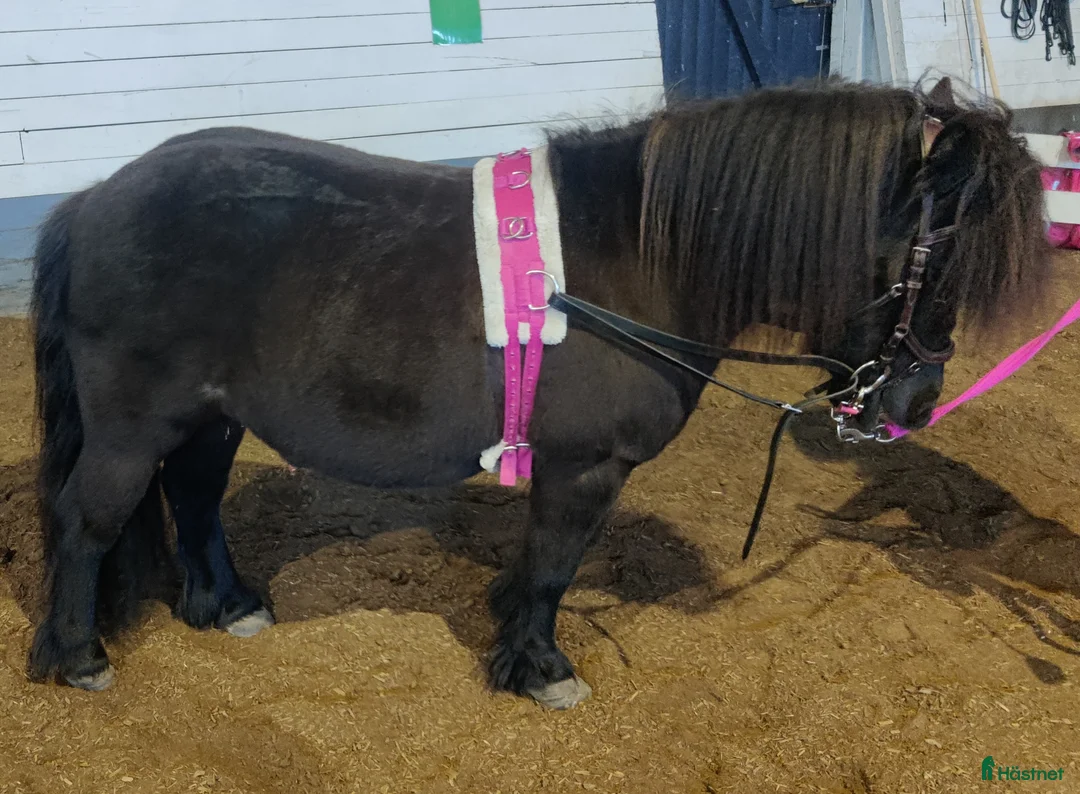  avel finnes: Stenbys Cajsa för avel i Ljungsbro - Annons 1