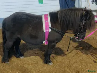 avel Stenbys Cajsa för avel - Annons 1