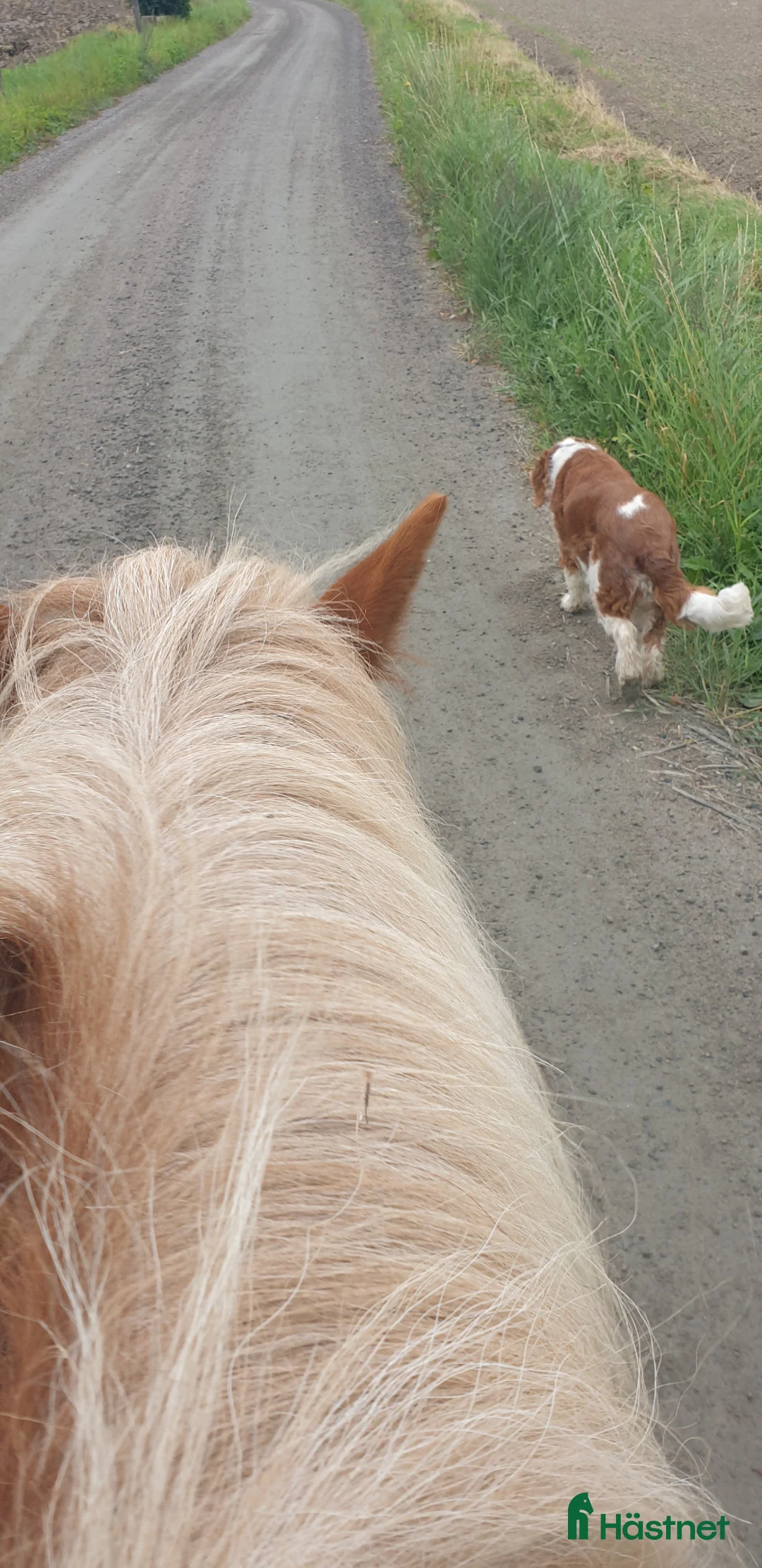 Island hästar till salu: Snällt sto - Annons 2
