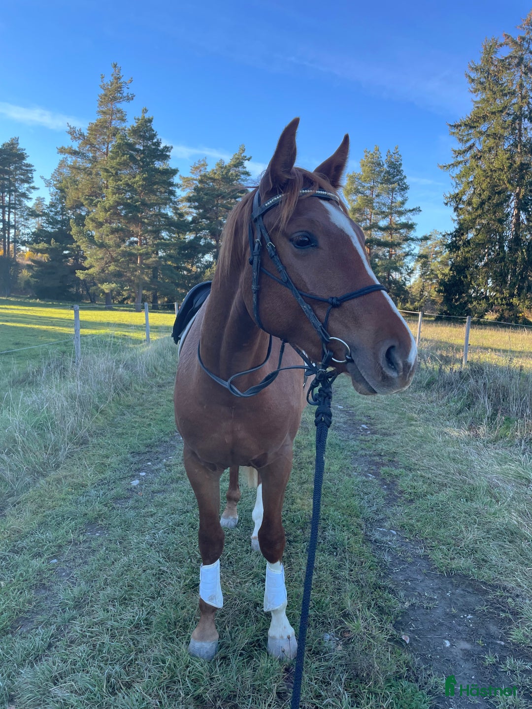 Allround hästar till salu: Elegant 2-årig valack e. Kespri DC ue. Zafferano i Bro - Annons 5