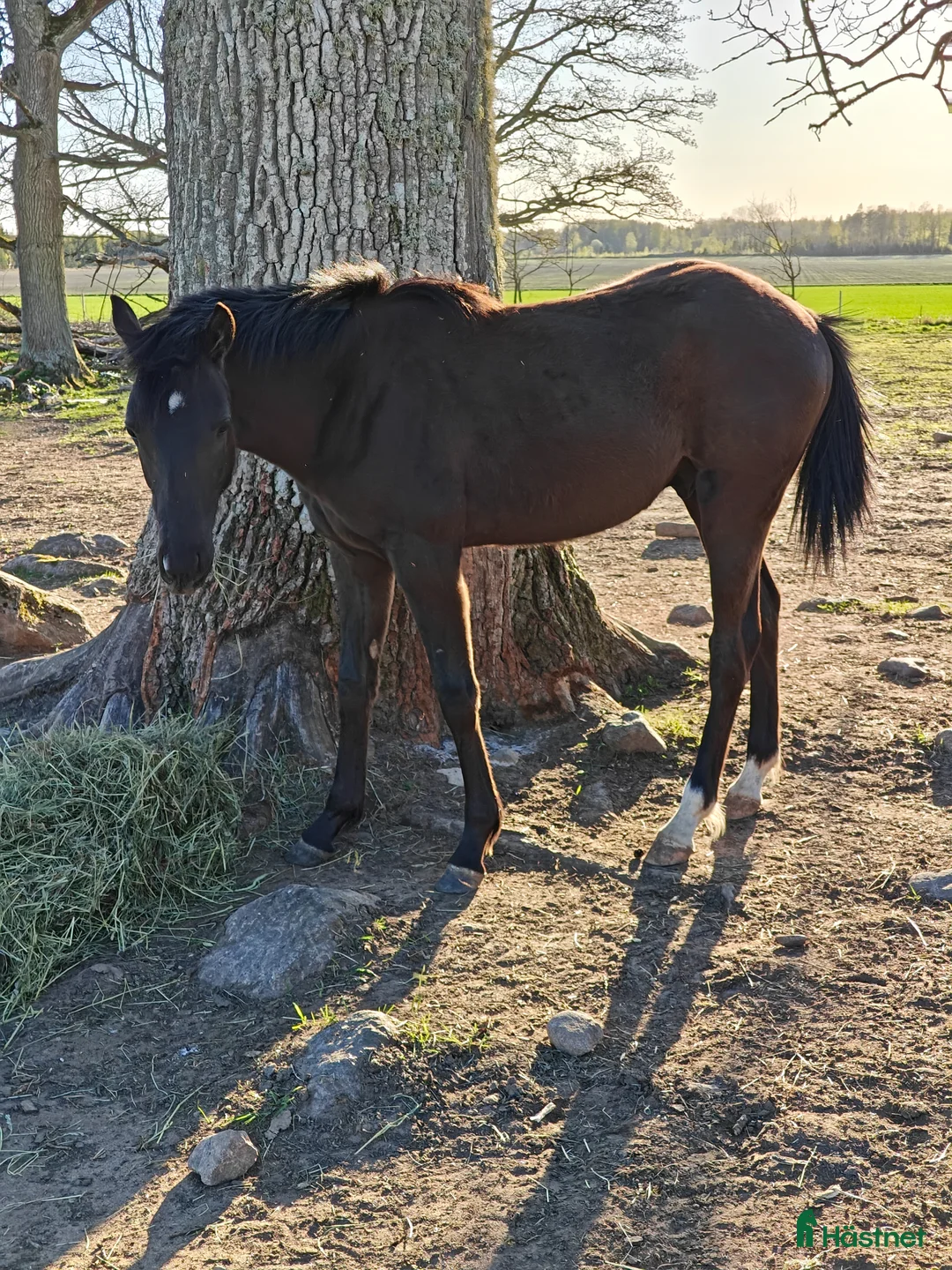 Allround hästar till salu: Vacker hingst med imponerande prestationsstam - Annons 2