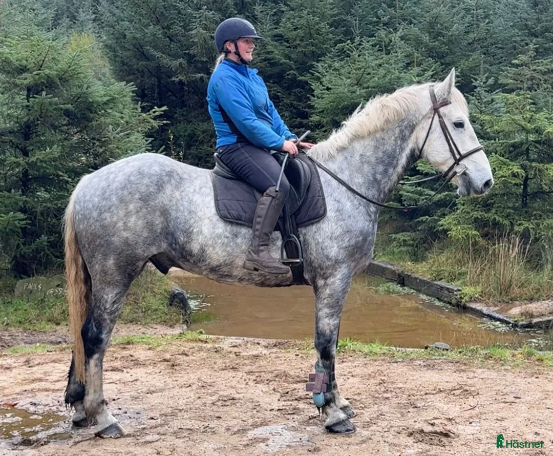 Allround hästar till salu: Gentlemen Irish Draught i Stockholm - Annons 3