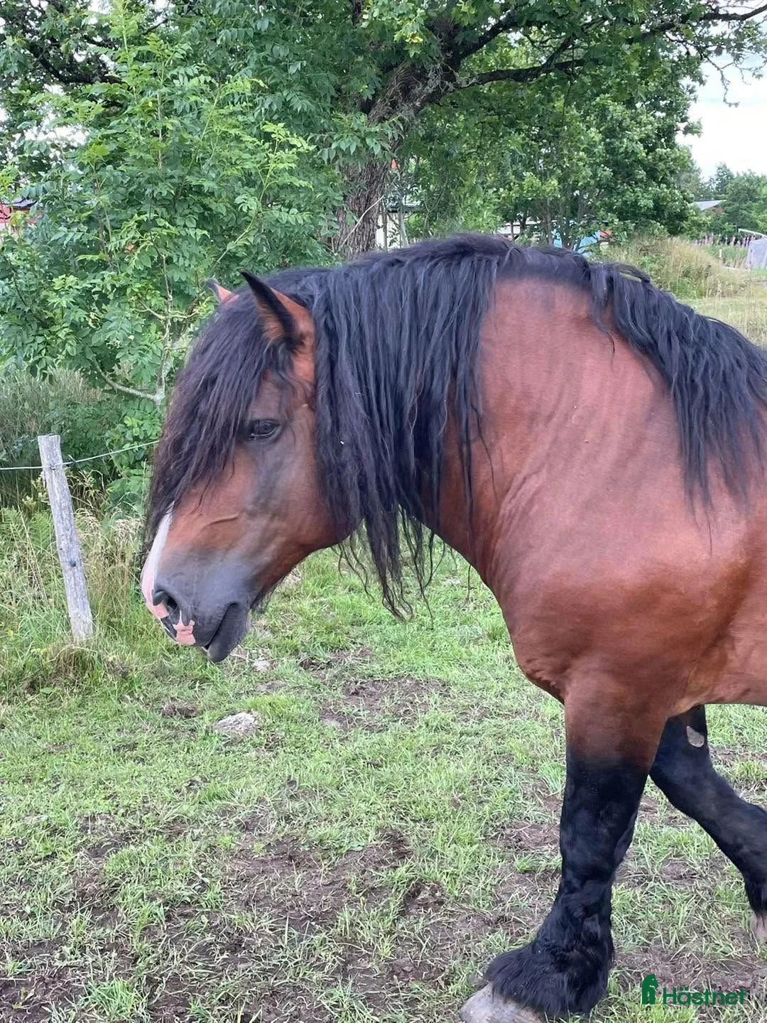 Allround hästar till salu: Ståtligt ardennerkille! - Annons 2