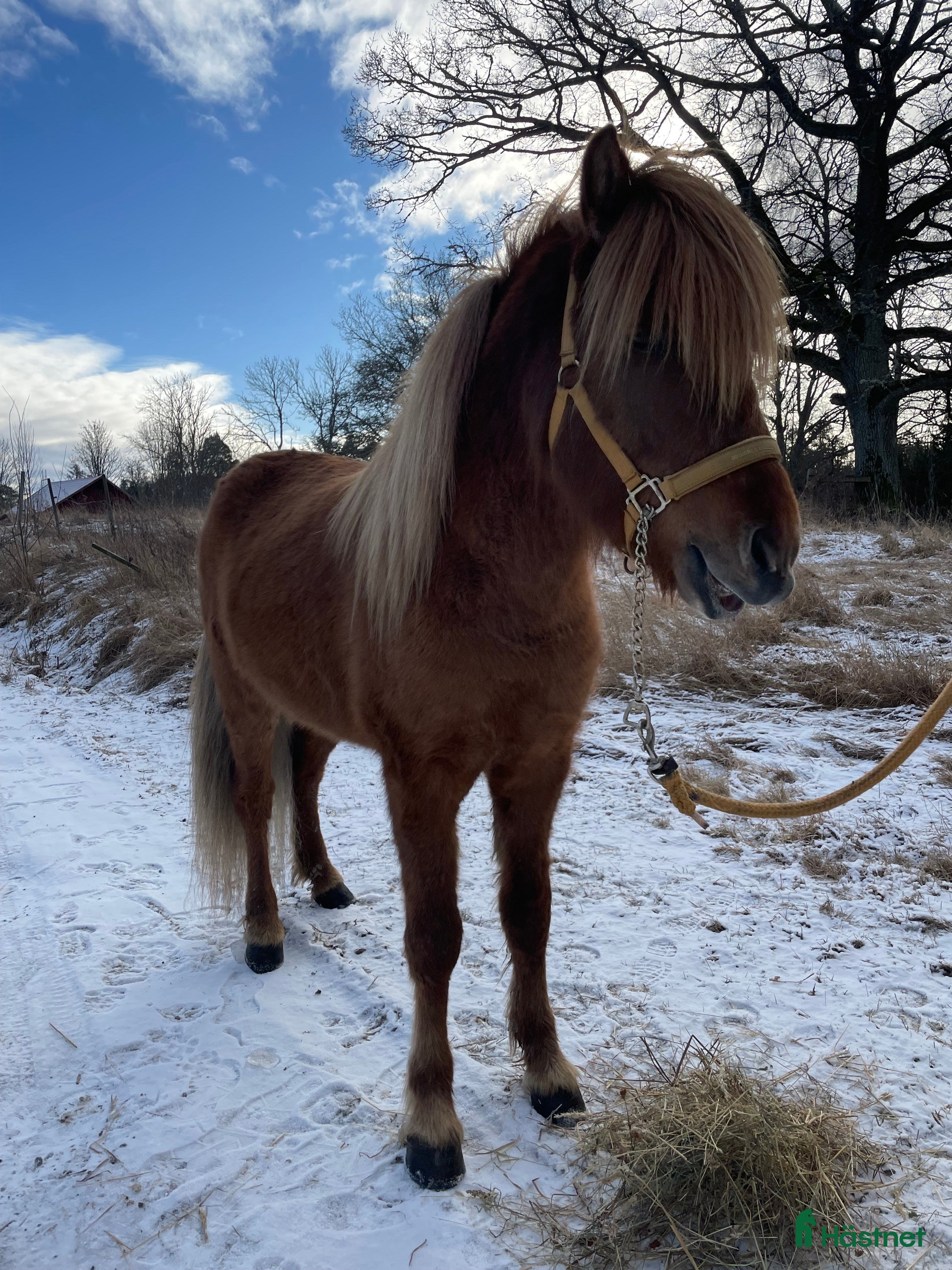  hästar En kompis för livet i Sköldinge - Annons 19