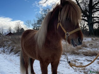 hästar En kompis för livet i Sköldinge - Annons 20