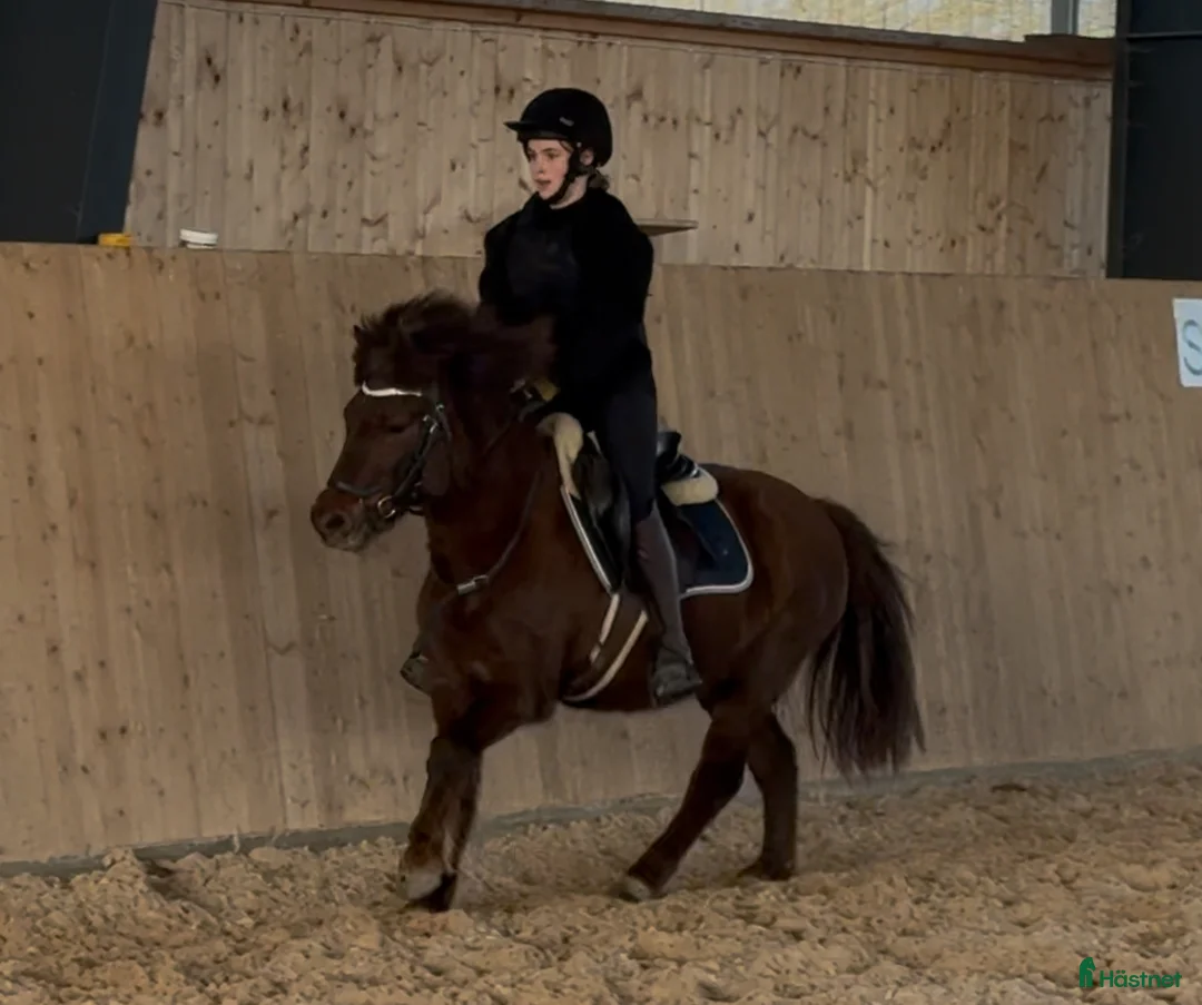 Allround hästar till salu: Härlig B-Ponny - Annons 4