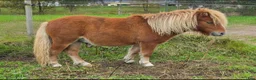 Allround hästar till salu: 3 årigt sto och 1 års hingst - Annons 2