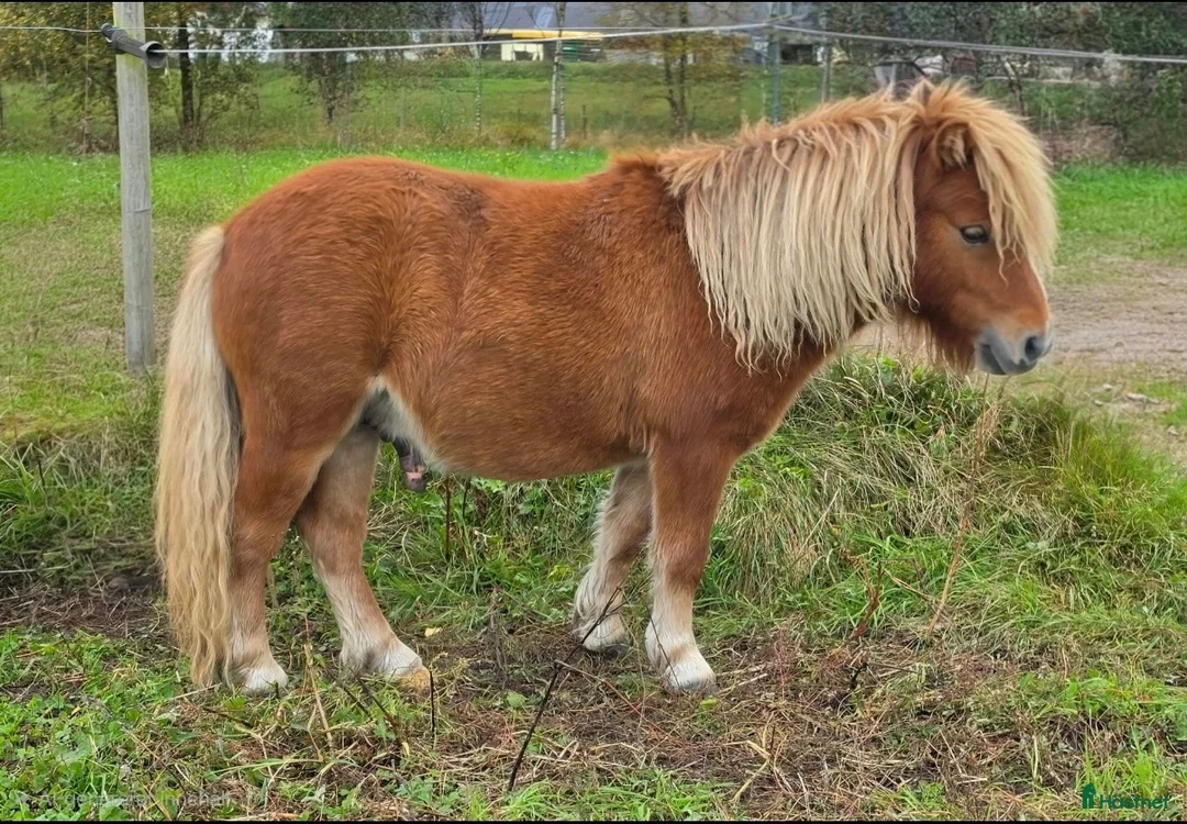 Allround hästar till salu: 3 årigt sto och 1 års hingst - Annons 2