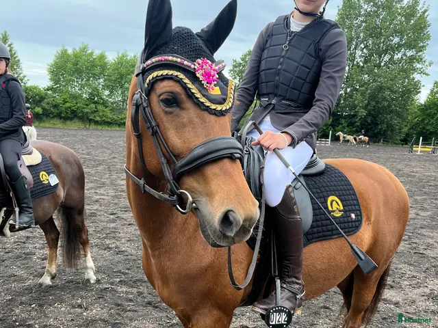 hästar till salu: Lunaria- en bästa kompis med potential🌟 - Annons 1
