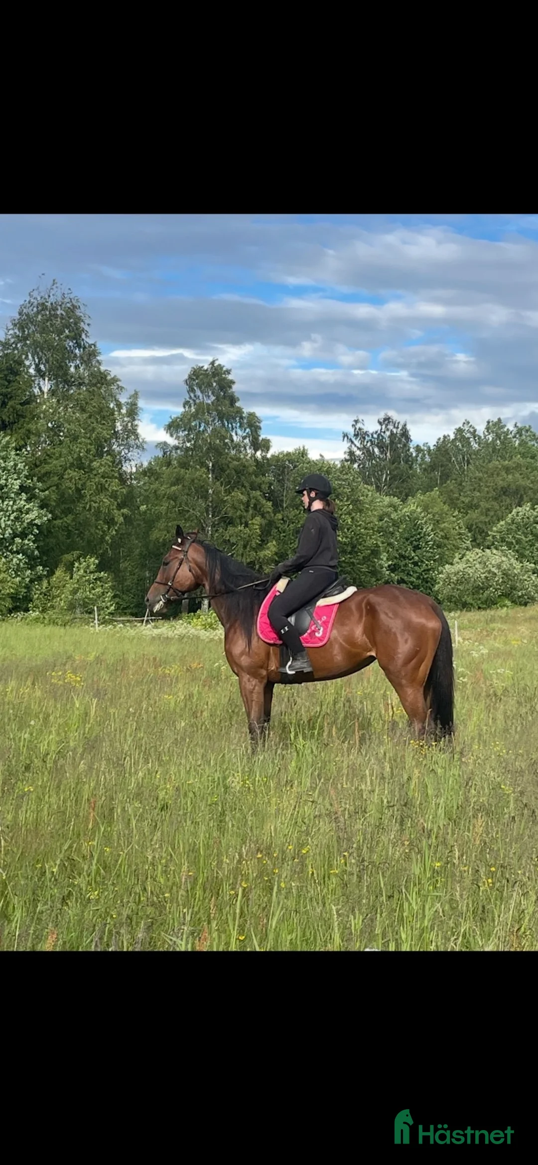 Trav hästar till salu: Jossan söker nytt hem❤️ i Umeå - Annons 3
