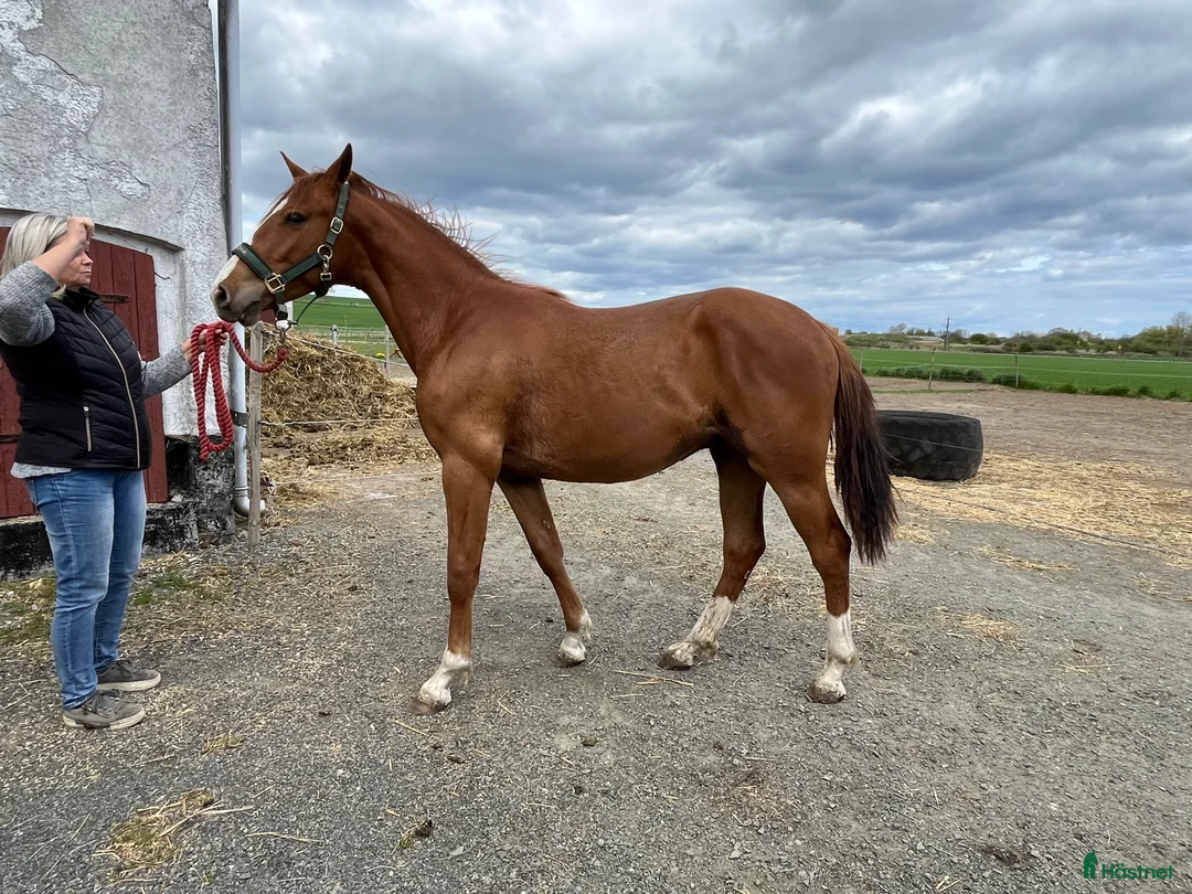 Hoppning hästar till salu: 3st Halvblod.  - Annons 5