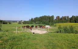  hästgårdar till salu: Gård med vackert utsikt över hagen  i Åmotfors - Annons 7