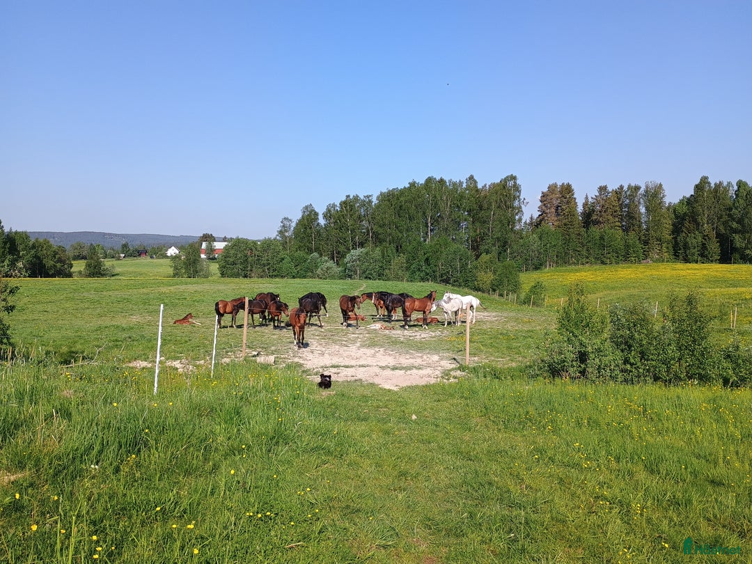  hästgårdar till salu: Gård med vackert utsikt över hagen  i Åmotfors - Annons 7