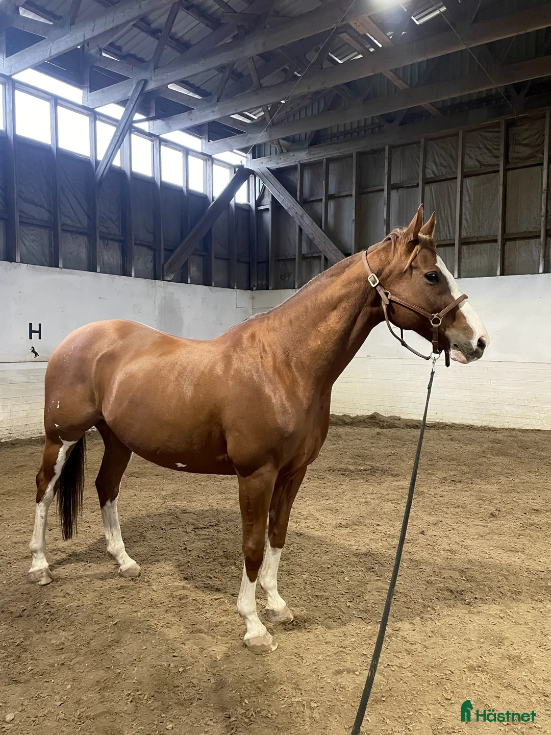 Allround hästar till salu: Trevlig valack i Umeå - Annons 2