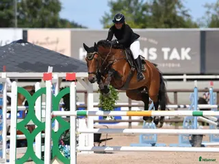 hästar Trevligt sto - Annons 5
