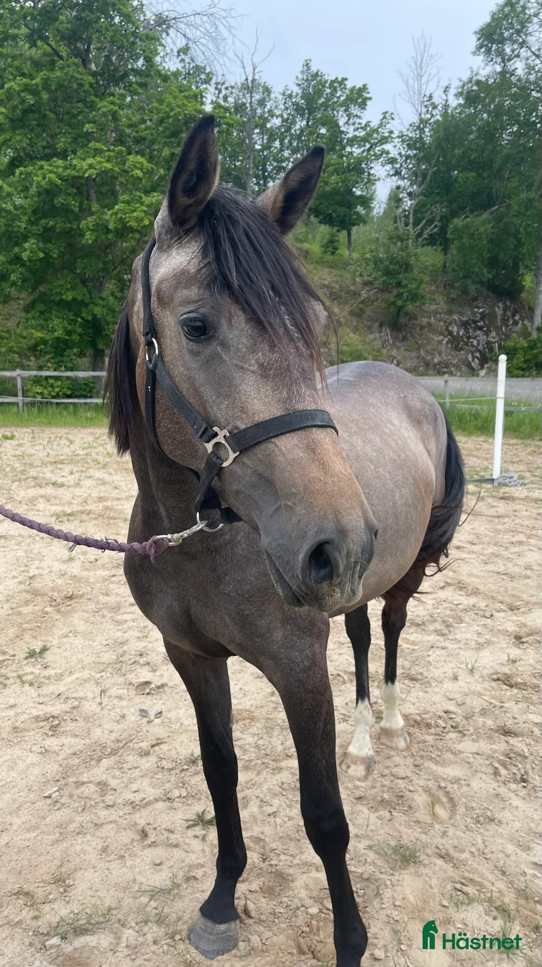  hästservice finnes: Inridning/unghästhantering i Söderköping - Annons 1