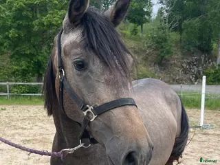 hästservice finnes: Inridning/unghästhantering i Söderköping - Annons 2