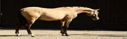 Dressyr hästar till salu: Beautifull sport pony! - Annons 5