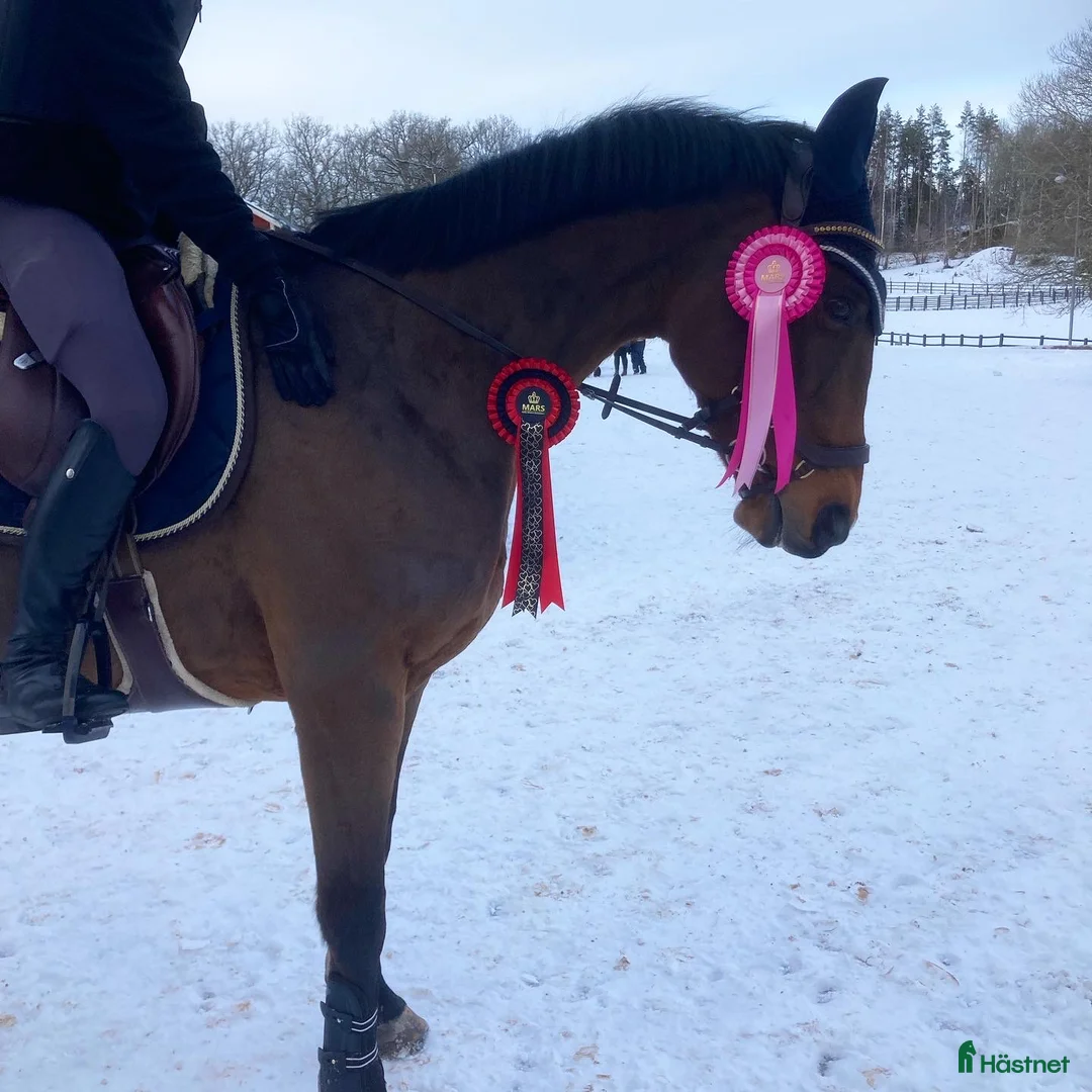 Allround hästar till salu: Fina Wilma behöver nytt hem - Annons 2