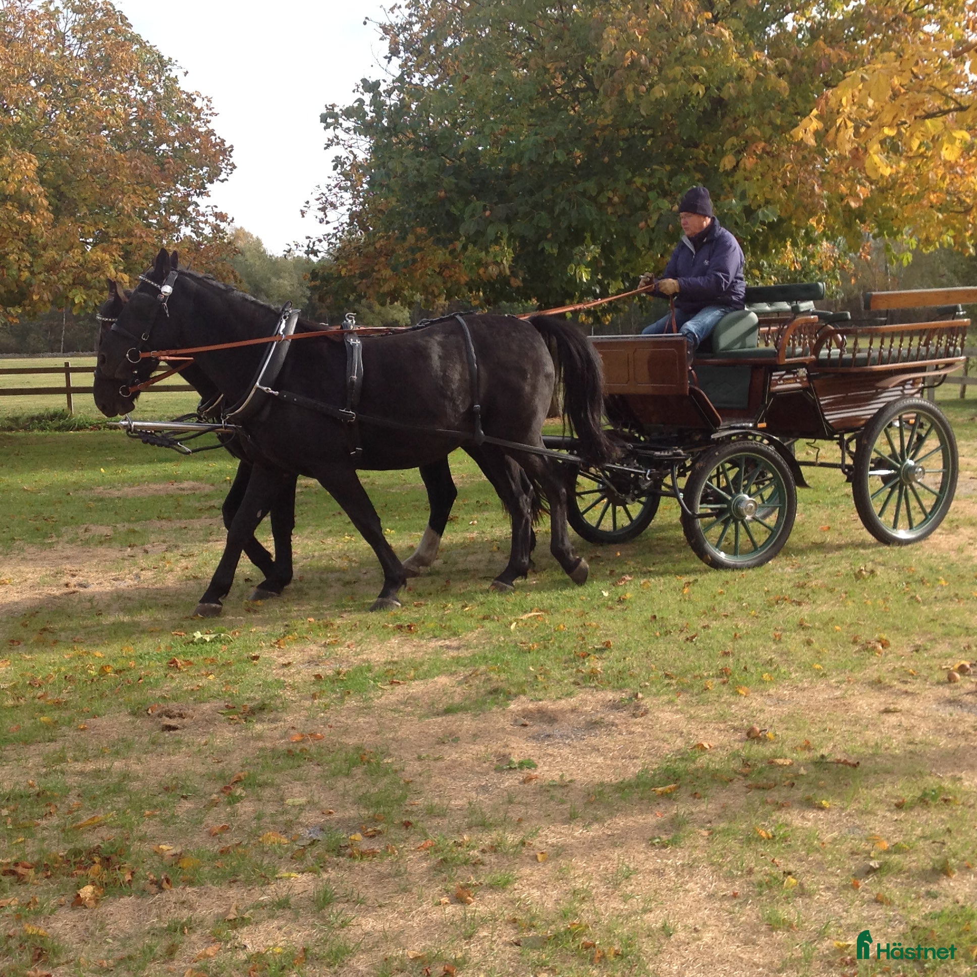 Körselar körning till salu: 3 kompletta seldon för enbet och par - nyskick - Annons 2