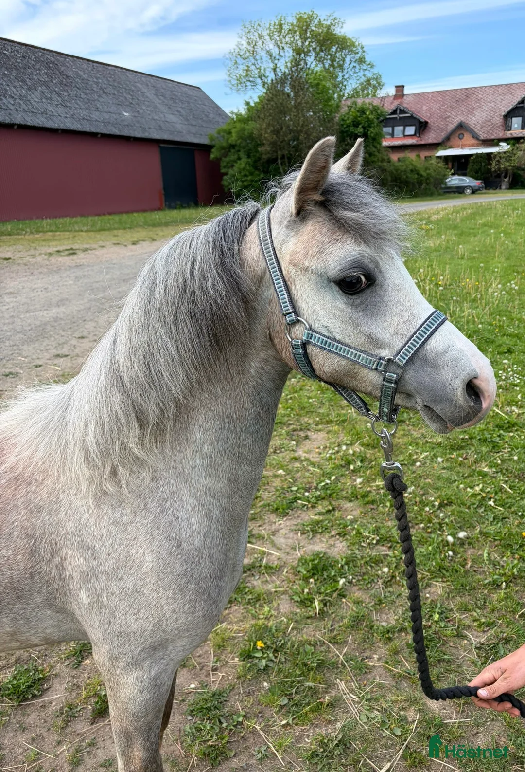 Allround hästar till salu: Welsh Mountain ponnys - Annons 3