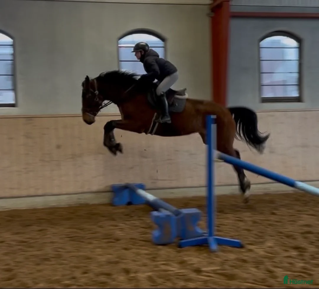 Hoppning hästar till salu: Supertalang för stora klasser i framtiden!  - Annons 1