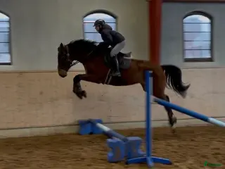 hästar Supertalang för stora klasser i framtiden! - Annons 1