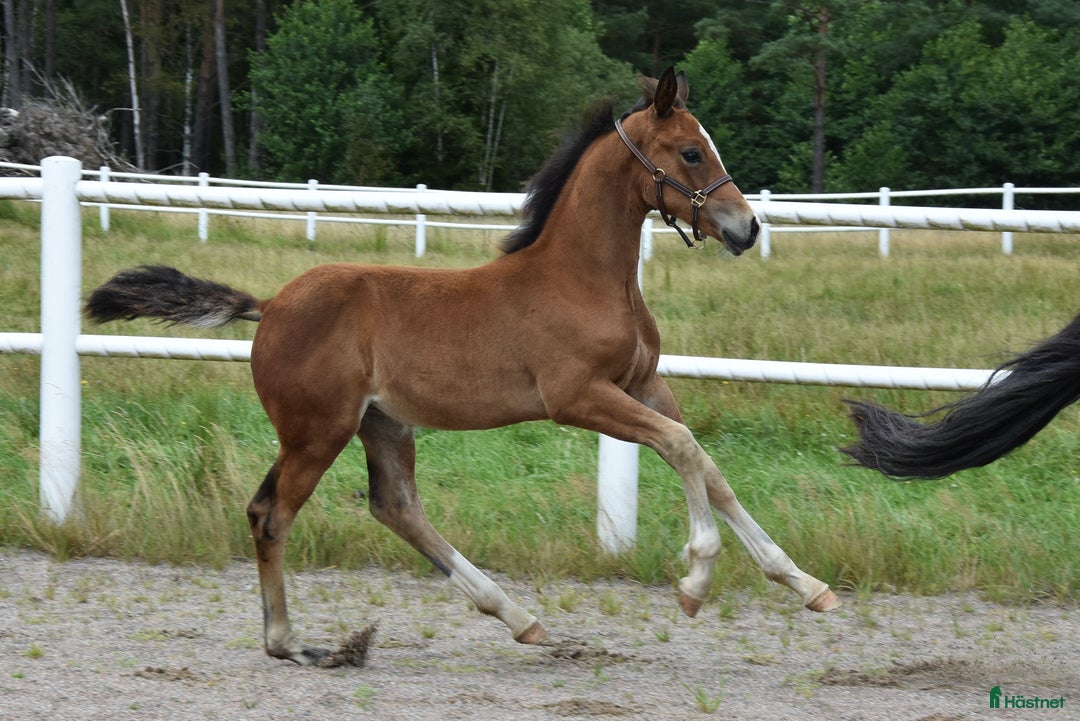 Dressyr hästar till salu: Unik Welsh cob / swb i Partille - Annons 3
