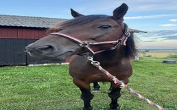 Trav hästar till salu: Fin starthäst för både sulky och monté i Töreboda - Annons 2