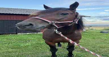  hästar i Töreboda - Annons 4