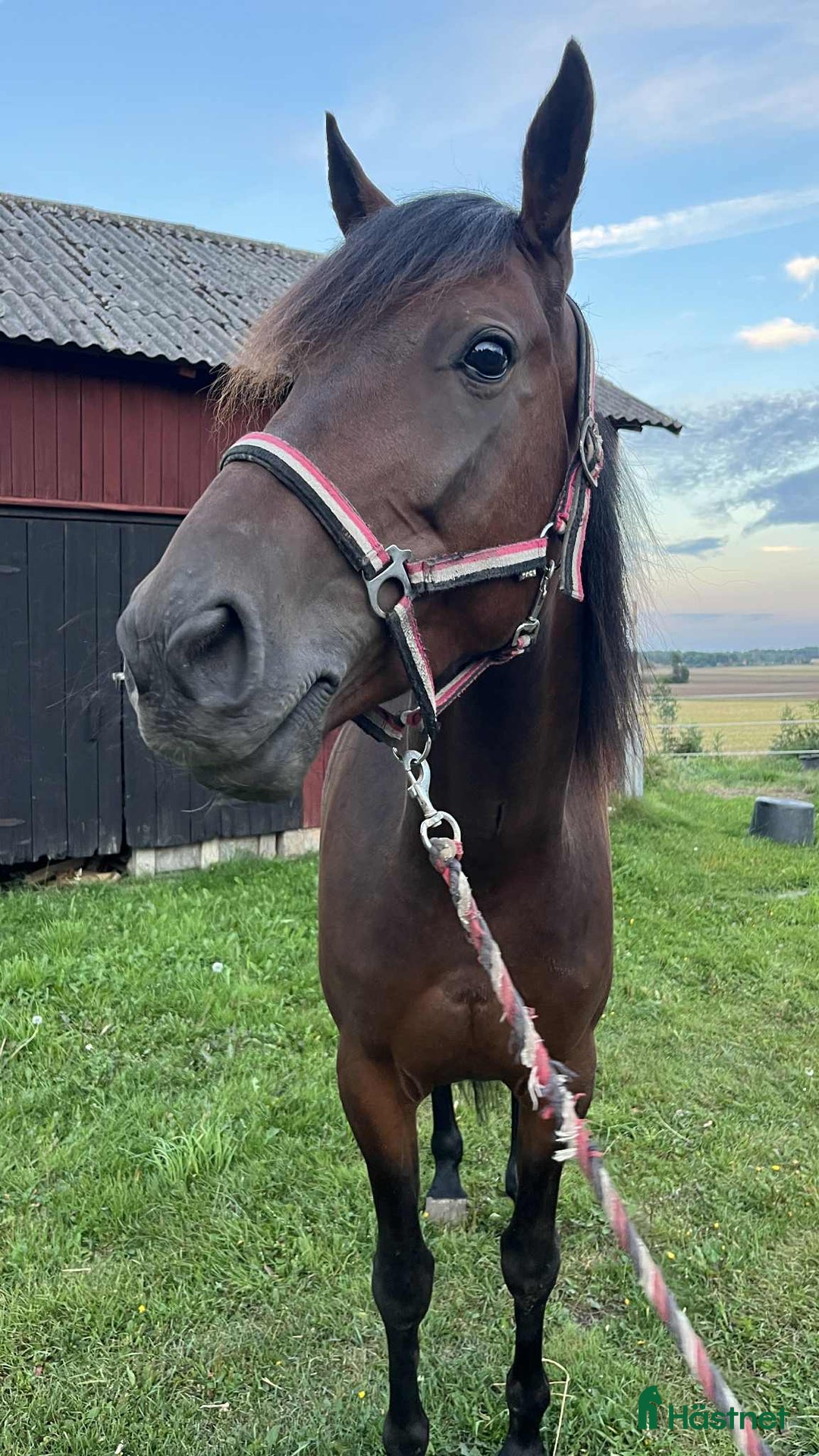 Trav hästar till salu: Fin starthäst för både sulky och monté i Töreboda - Annons 2