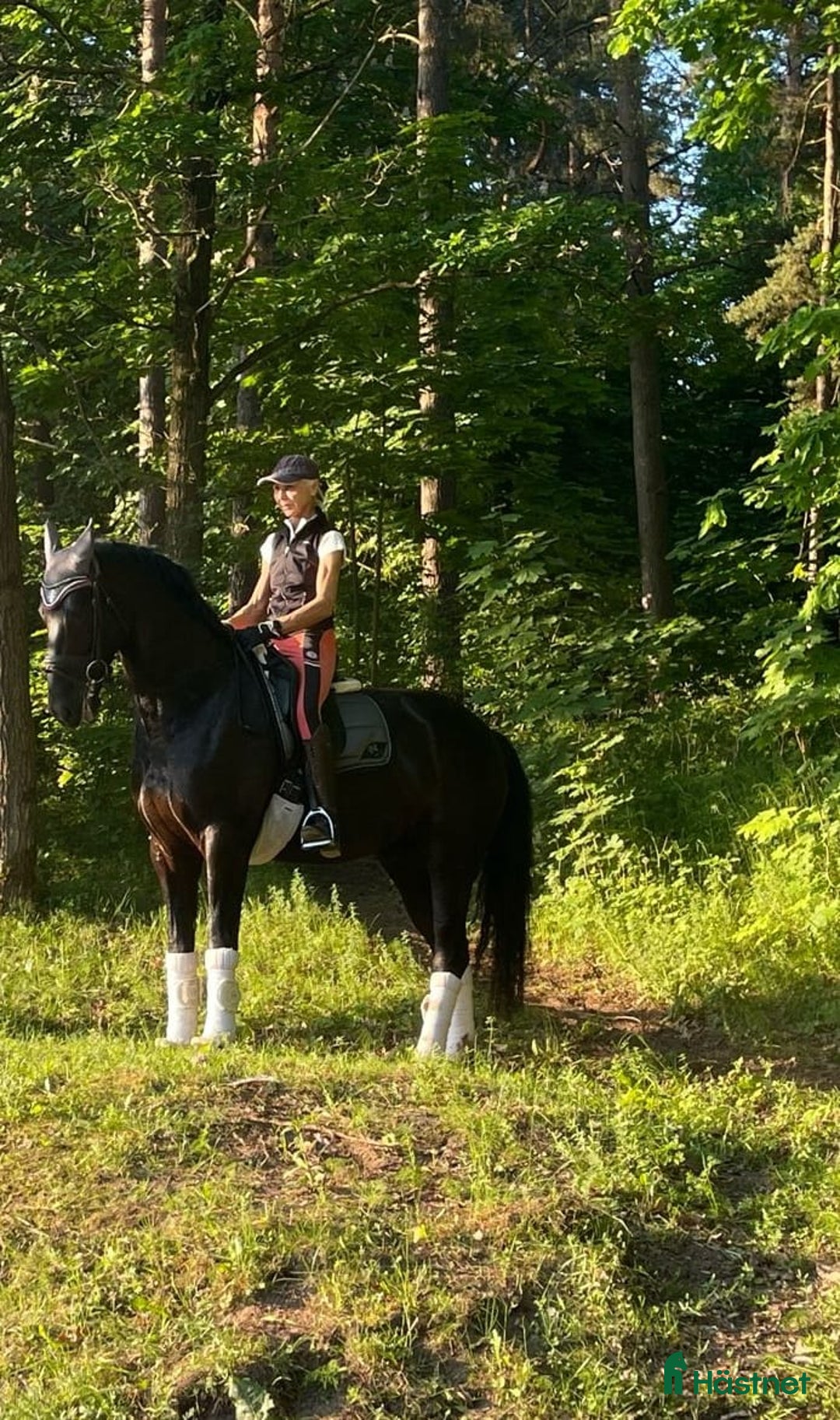 Dressyr hästar till salu: Dressage partner i Helsingfors - Annons 4