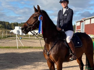 hästar En perfekt junior/övergångshäst! i Folkärna - Annons 1