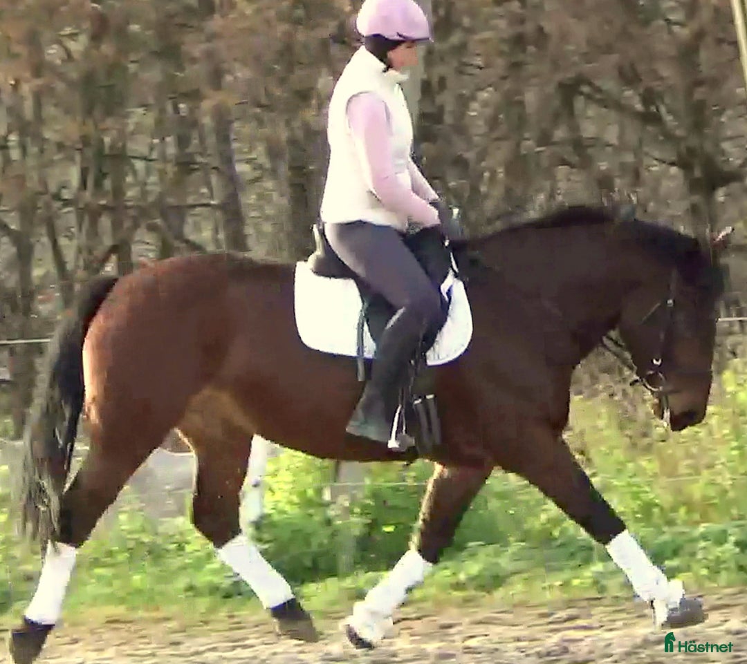 Allround hästar till salu: Gorgeous, sweet and ready for anything allrounder i Örsundsbro - Annons 16